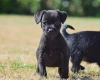 Patterdale Terrier