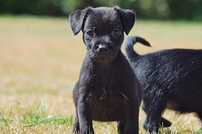 Patterdale Terrier