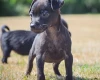 Patterdale Terrier