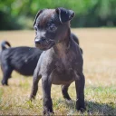 Patterdale Terrier
