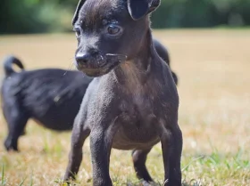 Patterdale Terrier