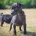 Patterdale Terrier