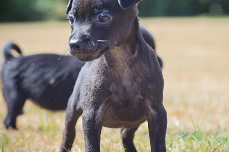 Patterdale Terrier
