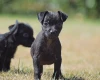 Patterdale Terrier