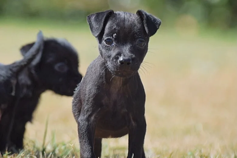 Patterdale Terrier