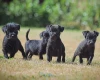 Patterdale Terrier