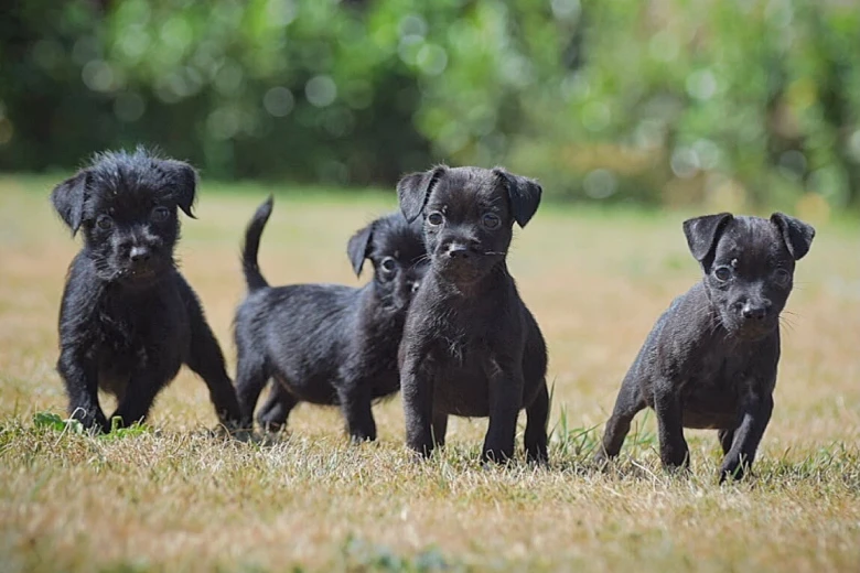 Patterdale Terrier