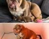 English Bulldog