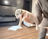 English Bulldog
