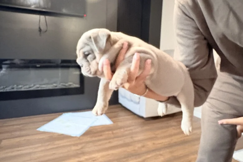 English Bulldog