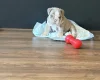 English Bulldog