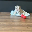 English Bulldog