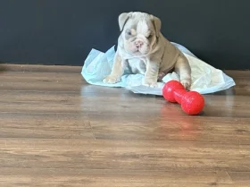 English Bulldog