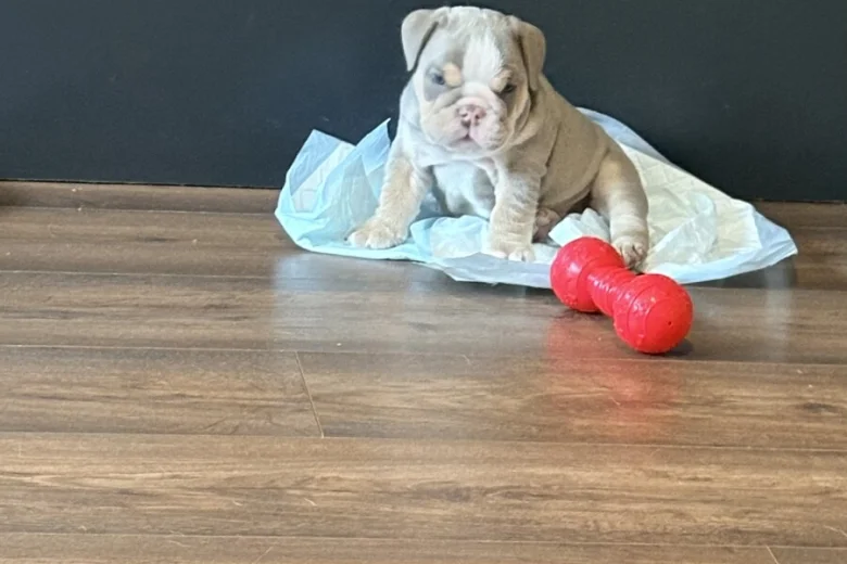 English Bulldog