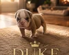 English Bulldog