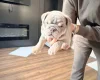 English Bulldog
