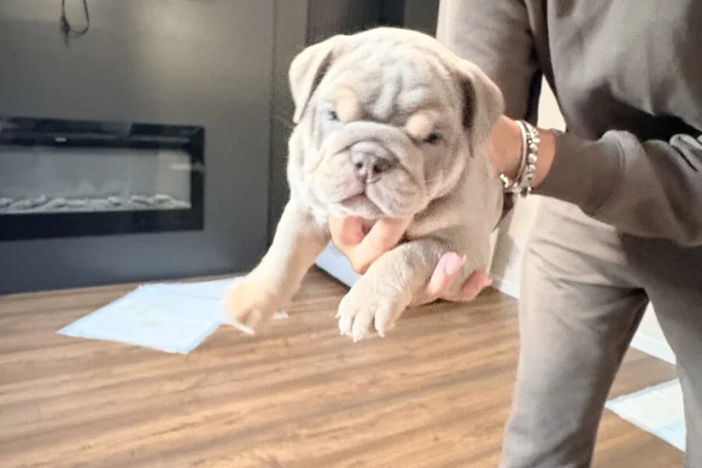 English Bulldog