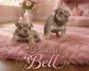 English Bulldog