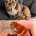 English Bulldog