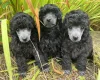 Toy Poodle