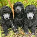 Toy Poodle