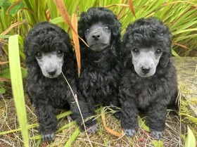 Toy Poodle