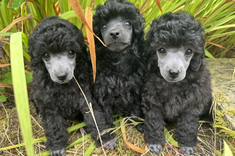 Toy Poodle