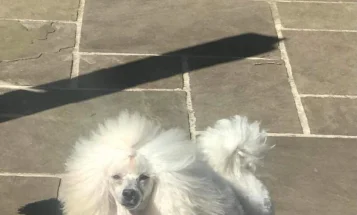 Toy Poodle