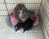 Toy Poodle