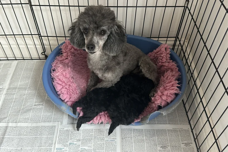 Toy Poodle