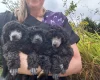 Toy Poodle