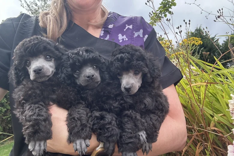 Toy Poodle