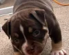 American Bulldog