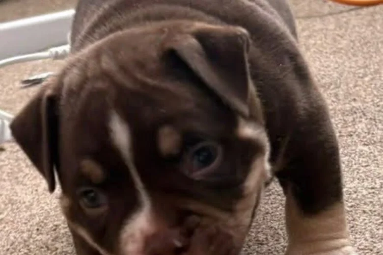 American Bulldog