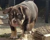 American Bulldog
