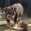 American Bulldog