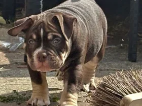 American Bulldog