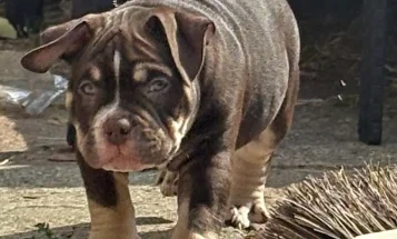 American Bulldog
