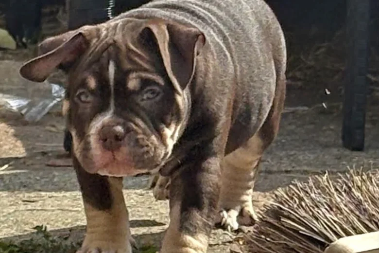 American Bulldog