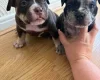 American Bulldog