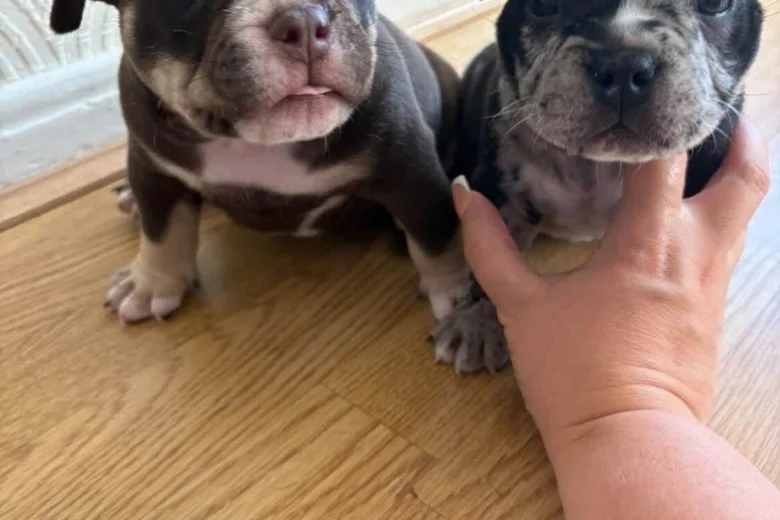 American Bulldog