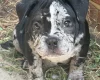 American Bulldog