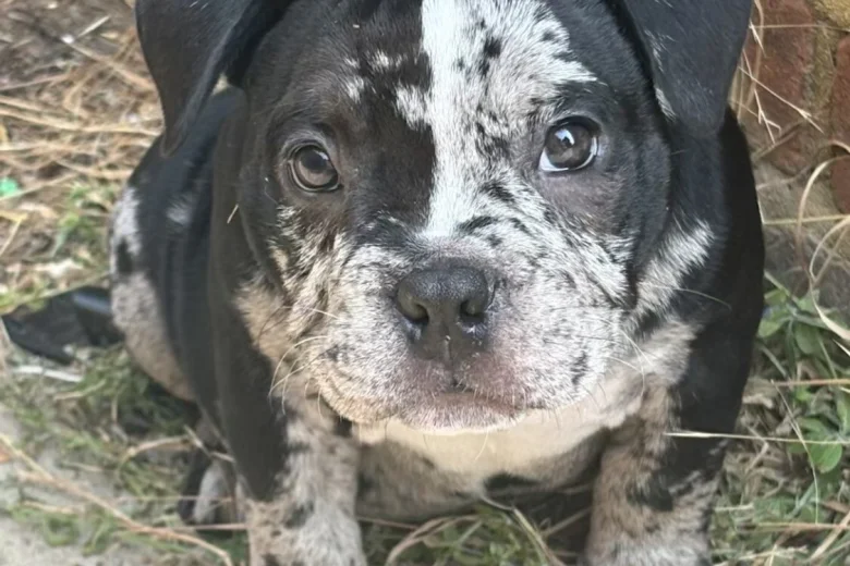 American Bulldog