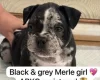 American Bulldog