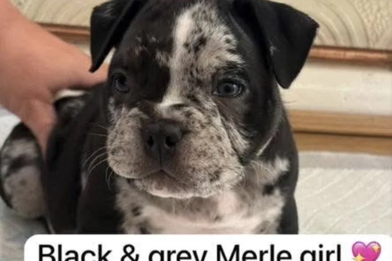 American Bulldog