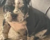 American Bulldog