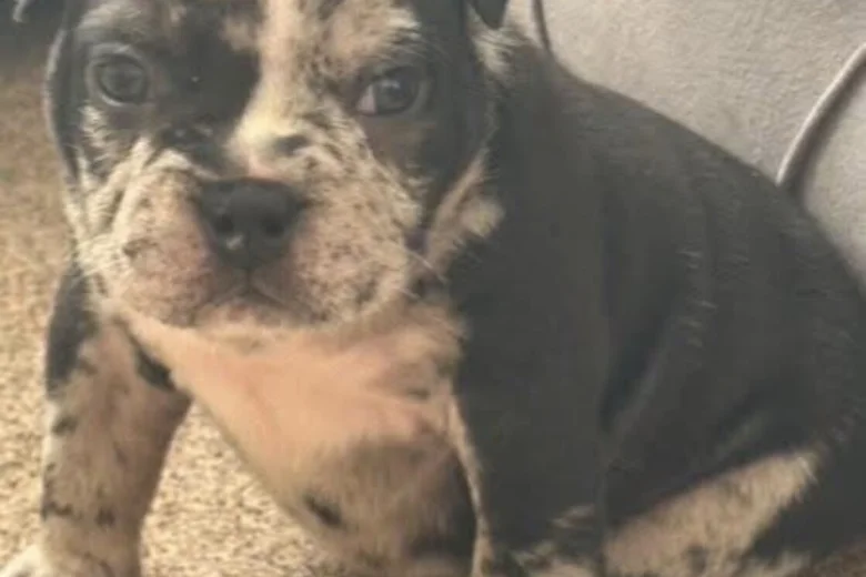 American Bulldog