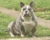 American Bulldog