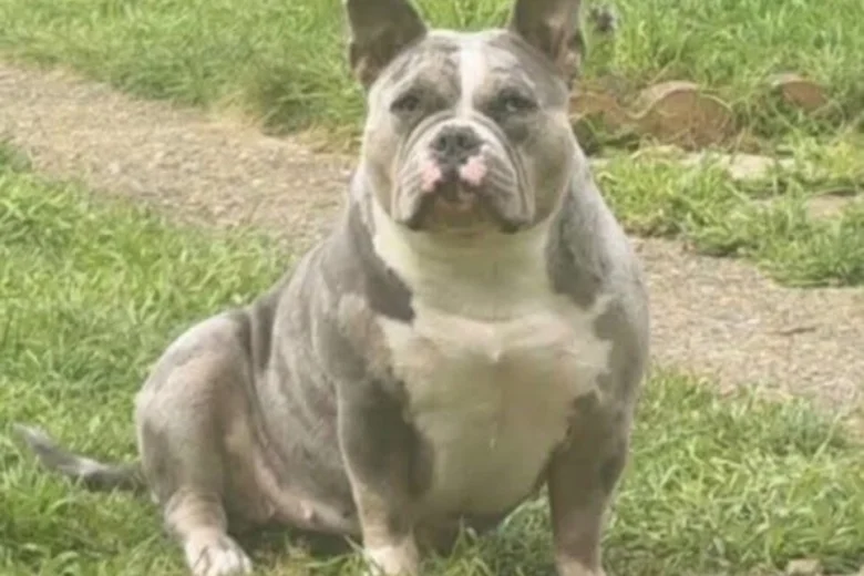 American Bulldog