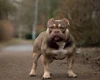 American Bulldog